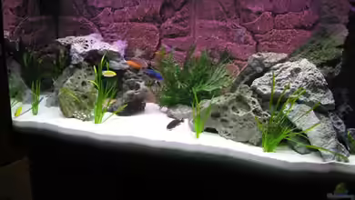 Becken 12520 von Heimo