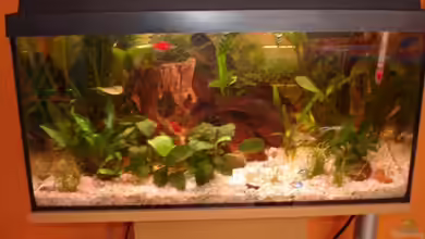 Becken 12574 von Vanessa Matuszek