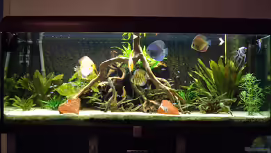 Becken 12579 von Franky Lunatic