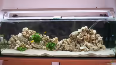 Becken 12587 von Daniel Hermans