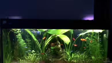 Becken 1262 von Sascha Houben