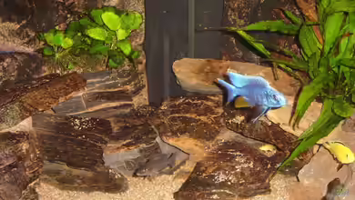 Becken 12627 von Mattes