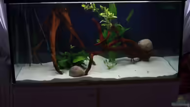 Becken 12658 von Freddy