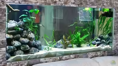 Becken 12664 von Hermann Süss