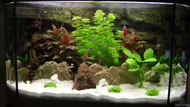 Becken 12688 von mick