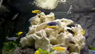 Becken 12713 von Michael Geyer