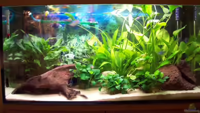 Becken 12717 von Sascha K.