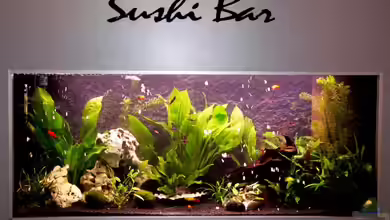 Becken 12725 von Franco Patti