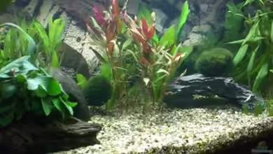 Becken 12734 von Königscobra