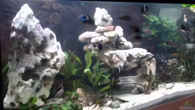 Becken 1275 von Aqua92