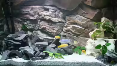 Becken 12778 von Christian Both