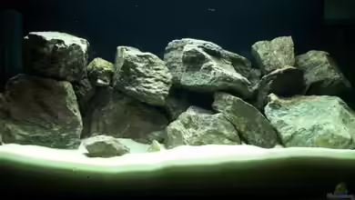 Becken 12811 von babyschlumpf