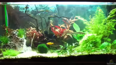 Becken 12848 von oONiTrOo