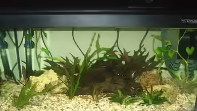 Becken 12854 von Wolfgang Eberhard