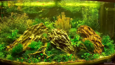 Becken 12867 von Jo The Fish