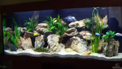 Becken 1287 von Roman Bischof