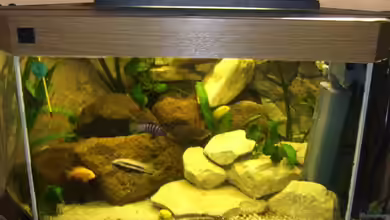 Becken 12882 von Esslinger