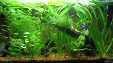 Becken 12894 von Frank Förster