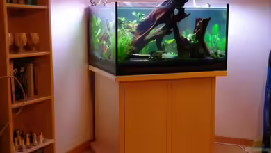 Becken 12899 von Paul Kerschbaumer