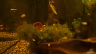 Becken 12902 von Mirtscho