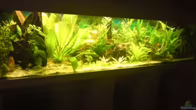 Becken 12955 von onkelstefan2005