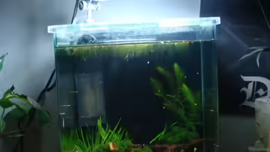 Becken 12967 von Borito