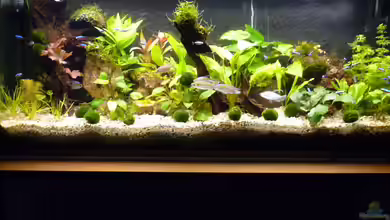 Becken 12968 von Pogobeer