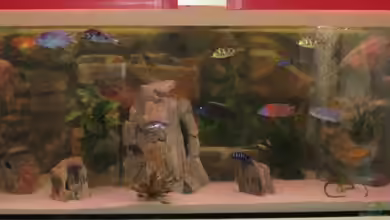 Becken 12978 von ms0174