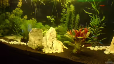 Becken 12996 von Jan Wilhelm