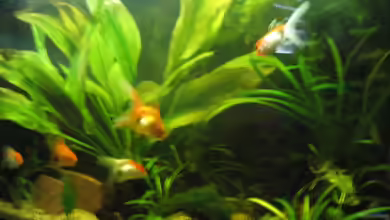 Becken 12997 von Goldy