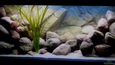 Becken 13000 von Chimbwe