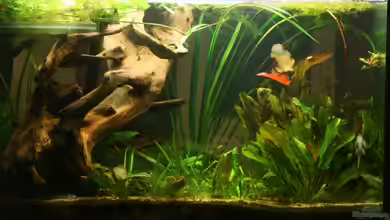 Becken 13016 von Martin G.