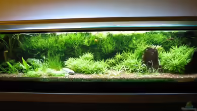 Becken 13024 von Hanswerk