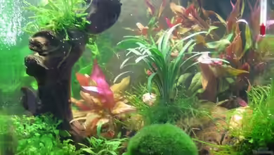 Becken 13028 von Yasmeen