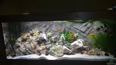 Becken 13030 von az189