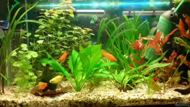 Becken 13037 von ThomasS.