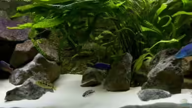 Becken 13060 von Holger74