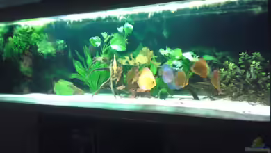 Becken 13066 von SINAN