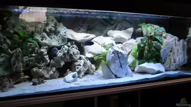 Becken 13068 von Tiger81