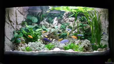 Becken 13084 von Demasoni Fan