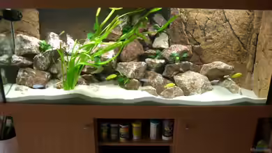 Becken 13102 von ambrogio