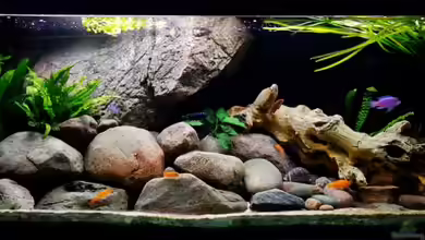 Becken 13164 von Beni