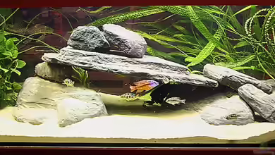 Becken 13171 von wakito