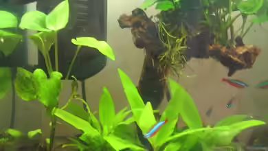 Becken 13202 von gomtuu