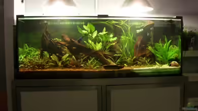 Becken 13211 (nur noch als Beispiel) von Oliver Boden