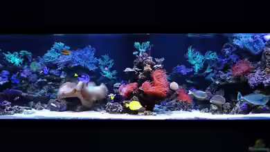 Becken 13239 von meerwasser-gb