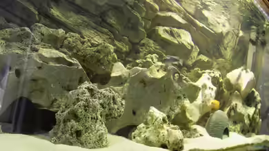 Becken 13246 von Sushi