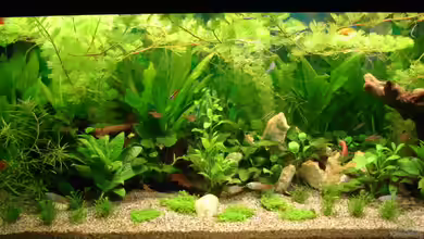 Becken 13252 von Viktor Kraft