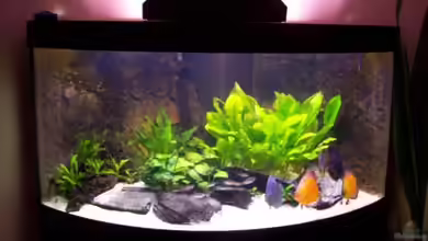 Becken 13269 von Alamo