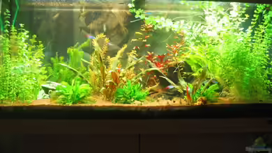 Becken 13309 aufgelöst von Schred